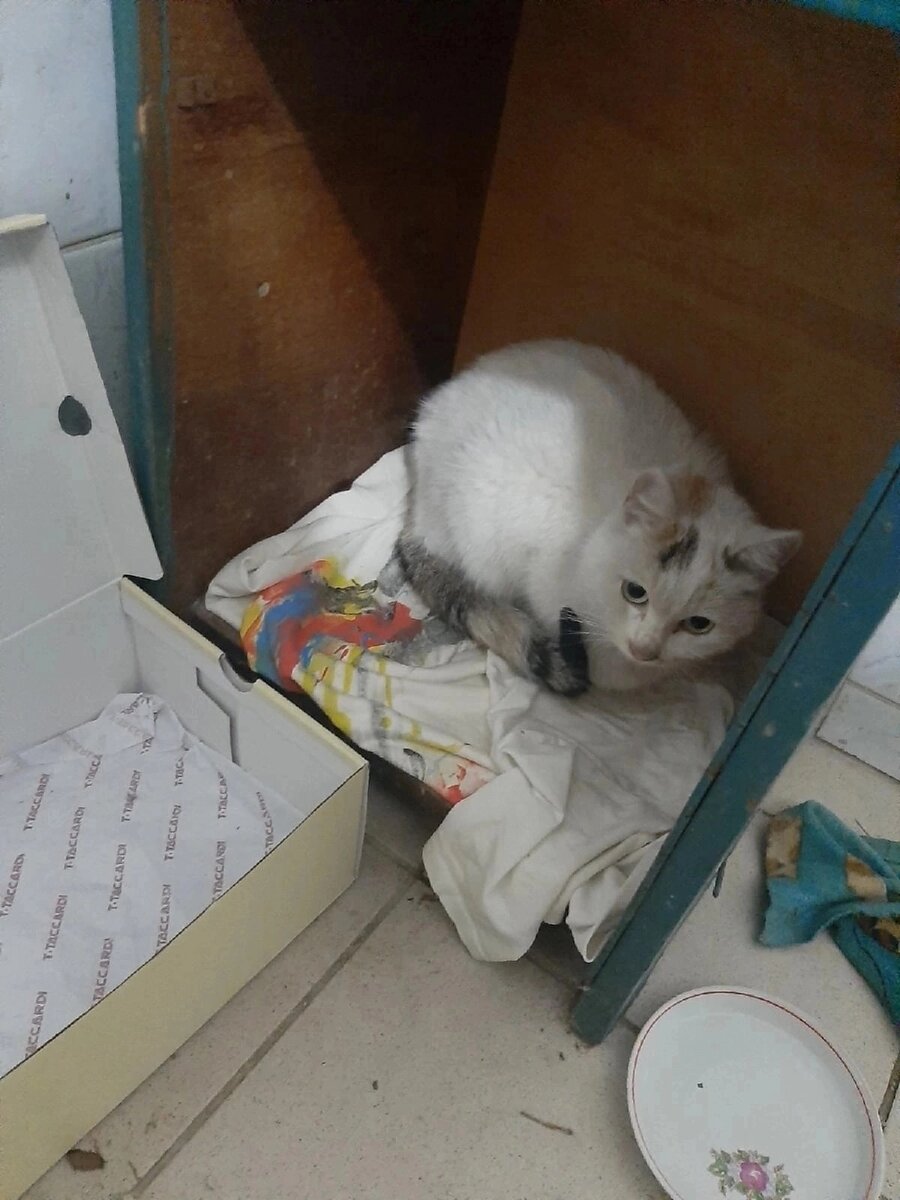 Зачем нужны кошки в России? 1% - для любви, 2% - для интерьера, а 97% - это прикольные игрушки. К примеру, можно ржать над тем, как игрушка превращается в скелет. Именно этим занимались жители одной малосемейки в городе Нефтекамске. Позорные ****ды! 