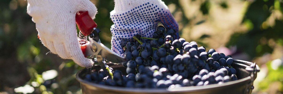 Эксперты «Винного гида России» Роскачества проанализировали ситуацию в разных регионах и дали прогнозы по объему и качеству вин 2022 года.