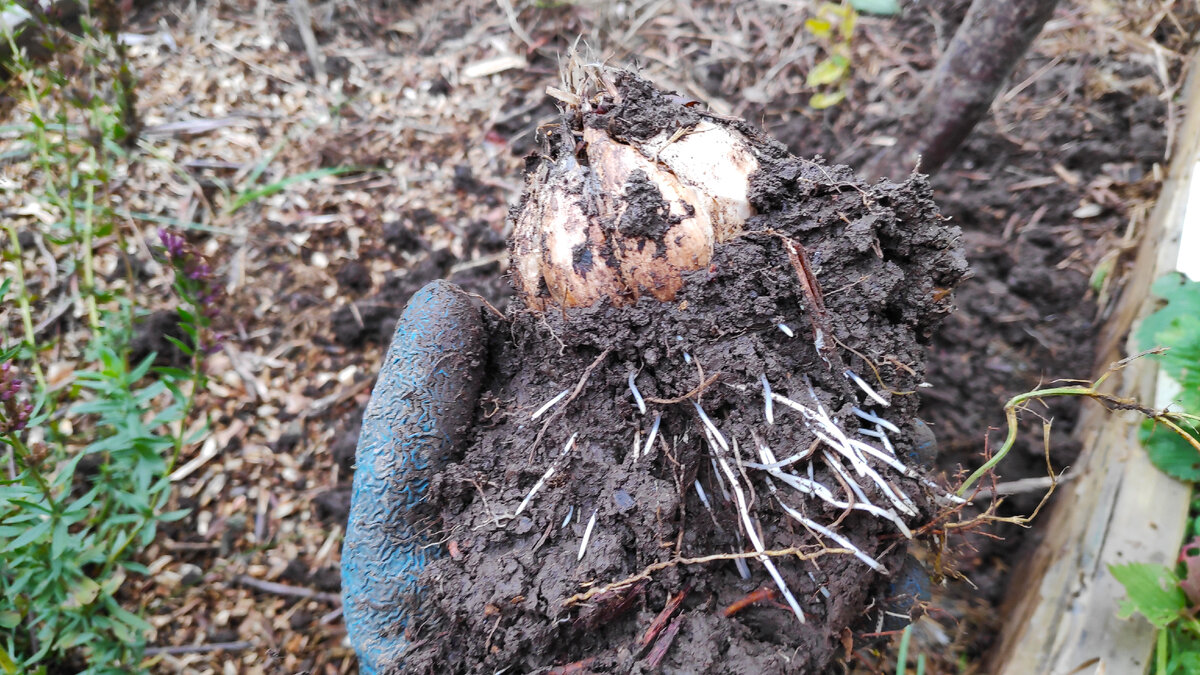Неплохо он укоренился, но о прорастании даже не думает. А всё потому, что живёт в ладу с природными ритмами