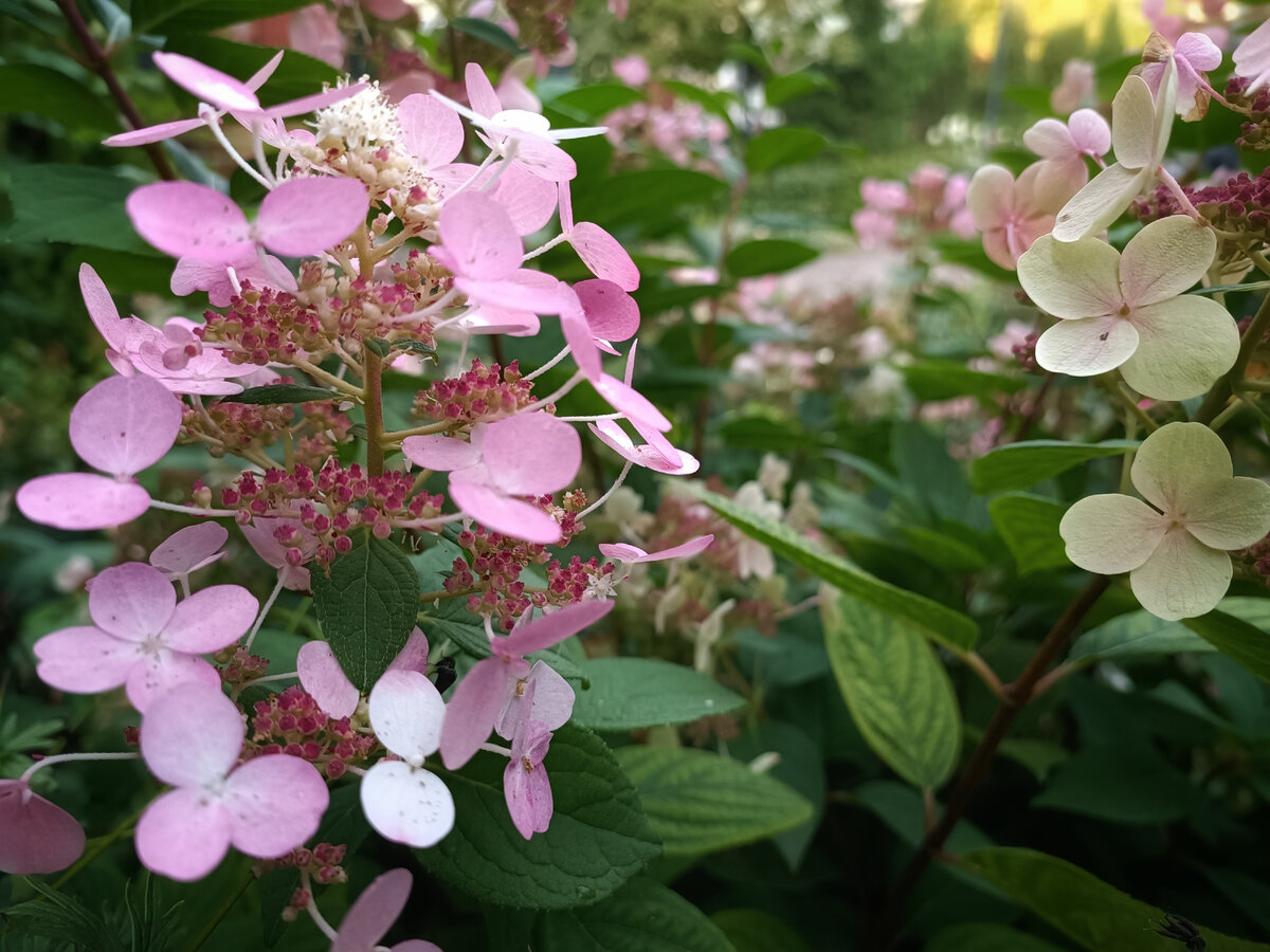 Как подкормить гортензии метельчатые для пышного цветения? Подкармливаем весной и летом