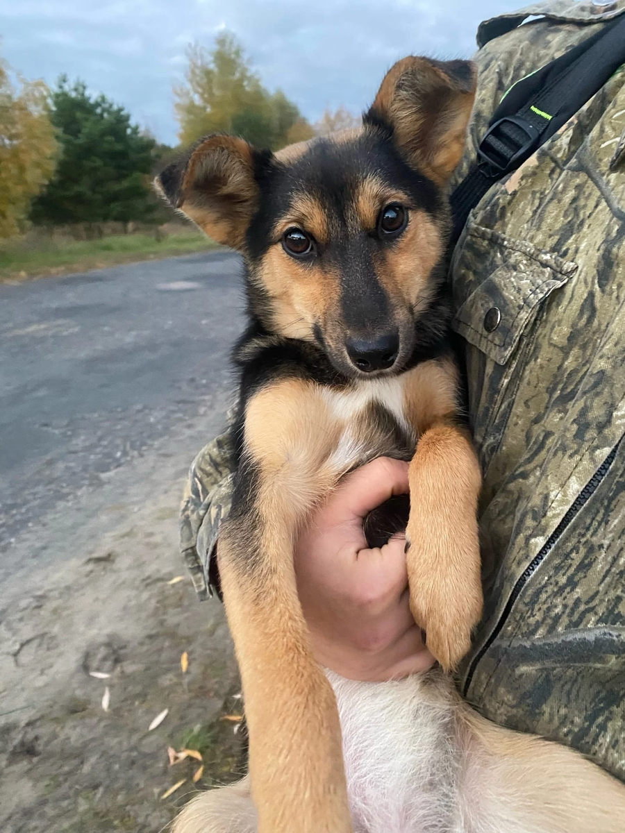 #муром #щеноквдобрыеруки #щенокищетдом #зооволонтер #волонтер #доброта #помощьживотным 