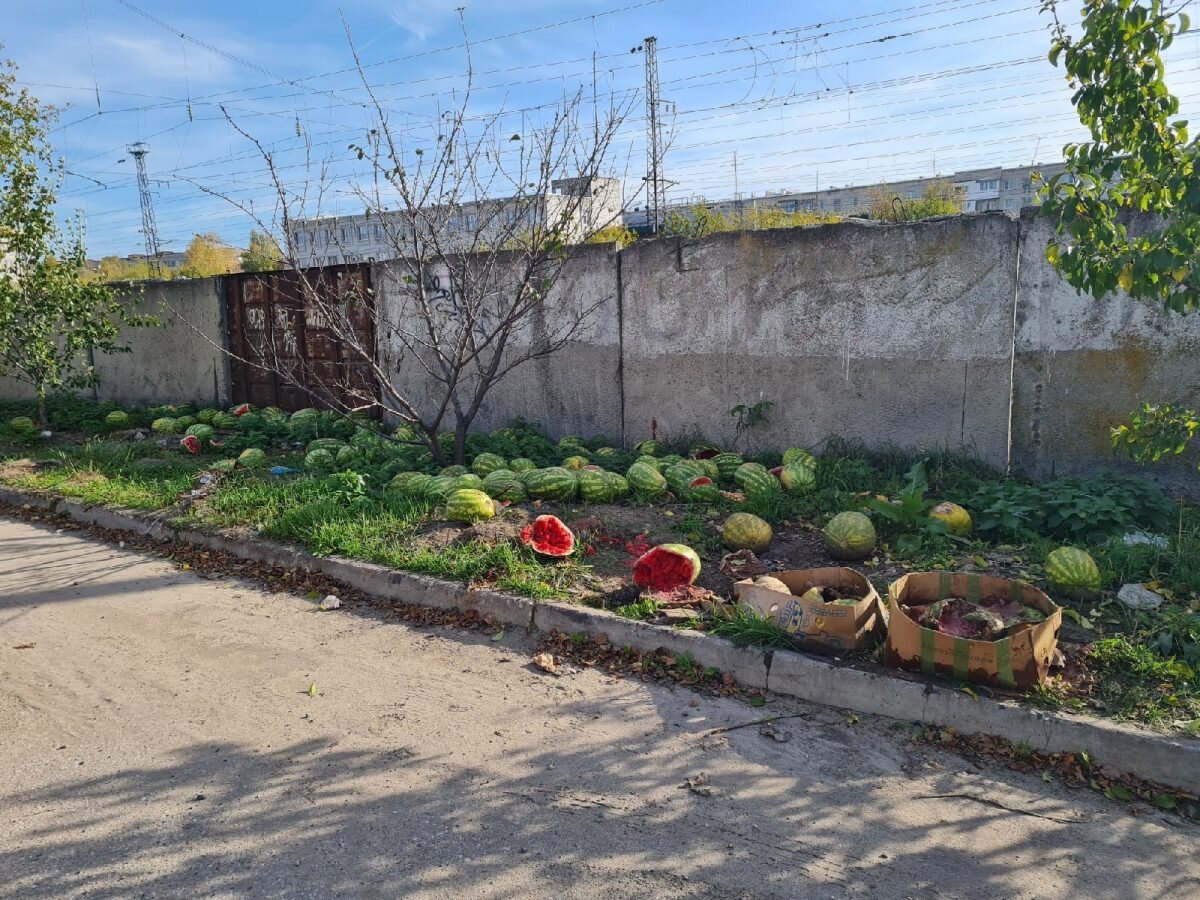    Свалки из фруктов и овощей образуются в Дзержинске регулярно Анастасия Красушкина