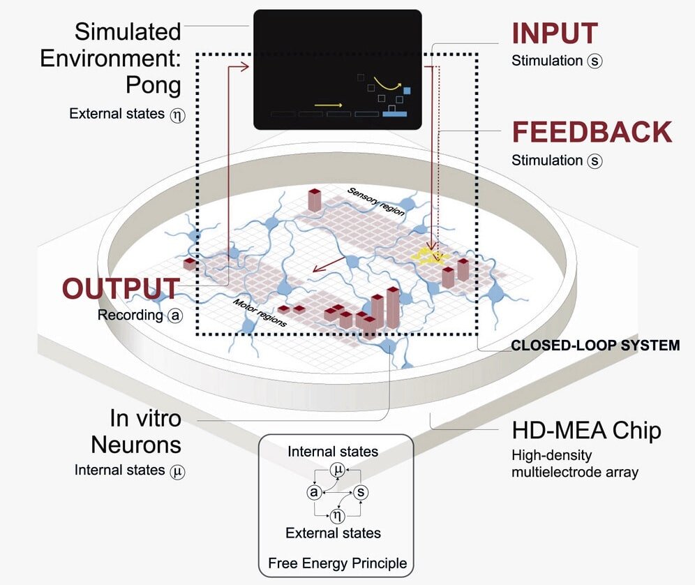    ©Kagan et al., 2022