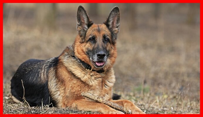 Джек остался сторожить двор