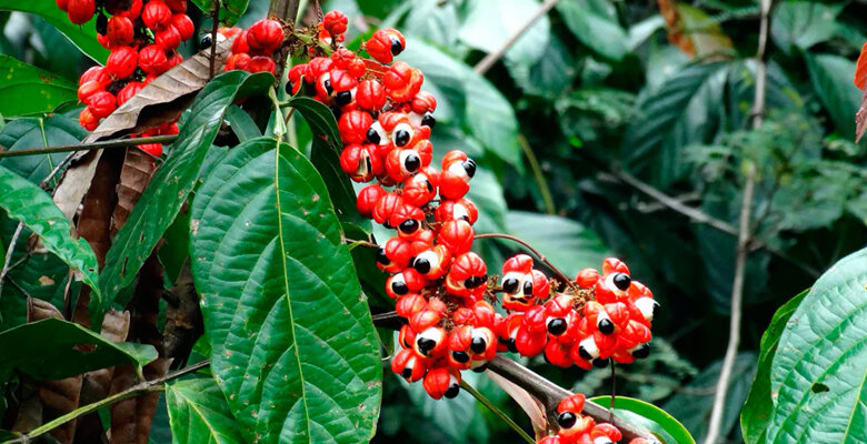 Гуарана - "глазастая" ягода, компонент энергетиков