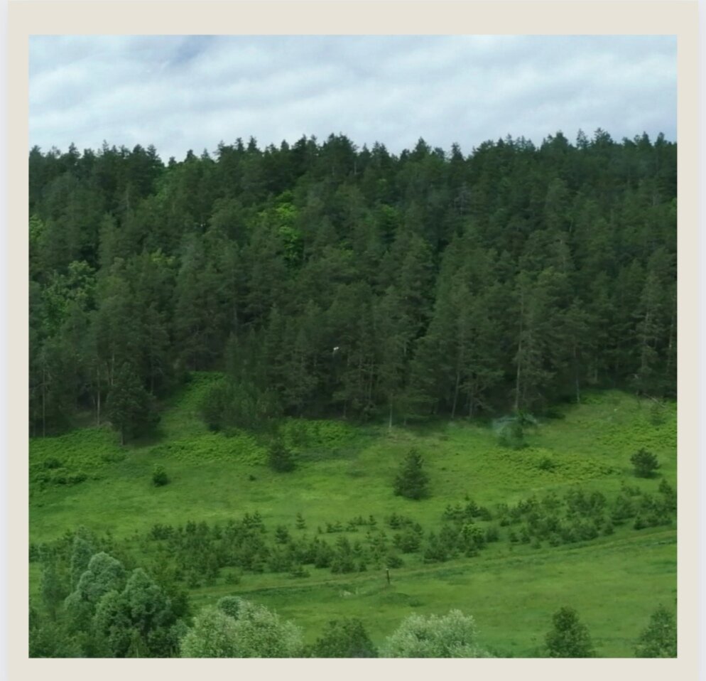 Шереметьевке просторы. Леса, поля, луга и родники. 