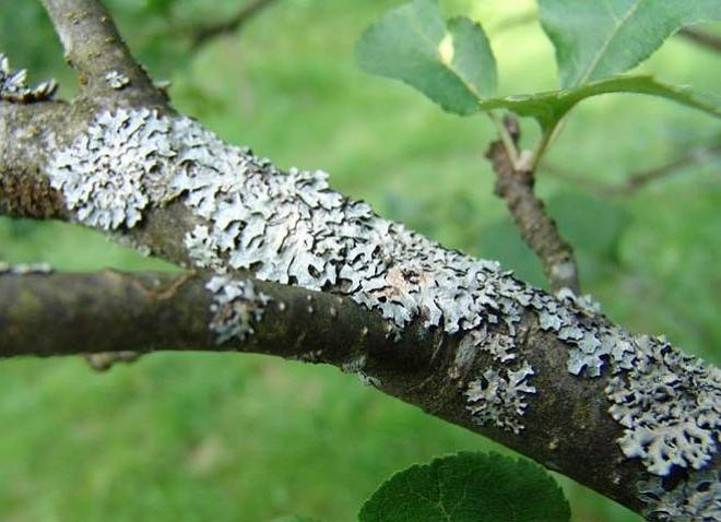 Для садовода "ужас". Для дерева "все равно". 