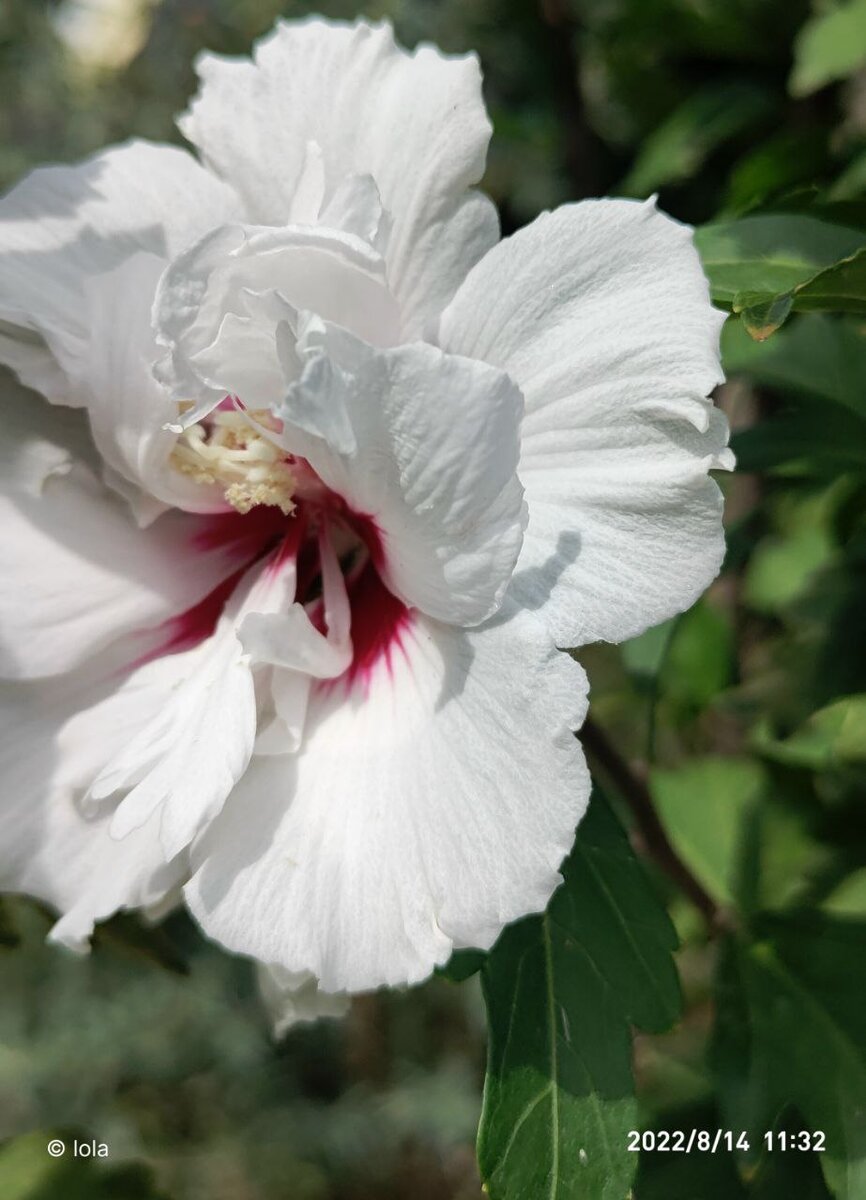 Анемоновидный полумахровый трехцветный бело-розово цветок с красными прожилками в серединке.