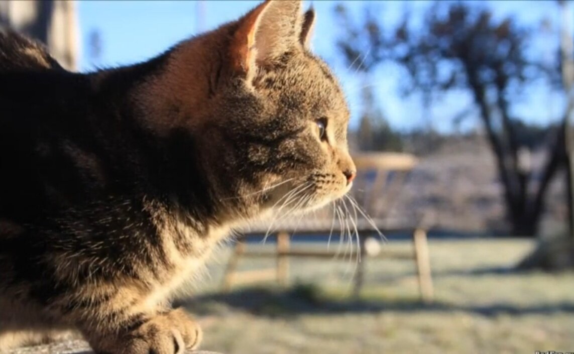 Слов нет, красавчик 