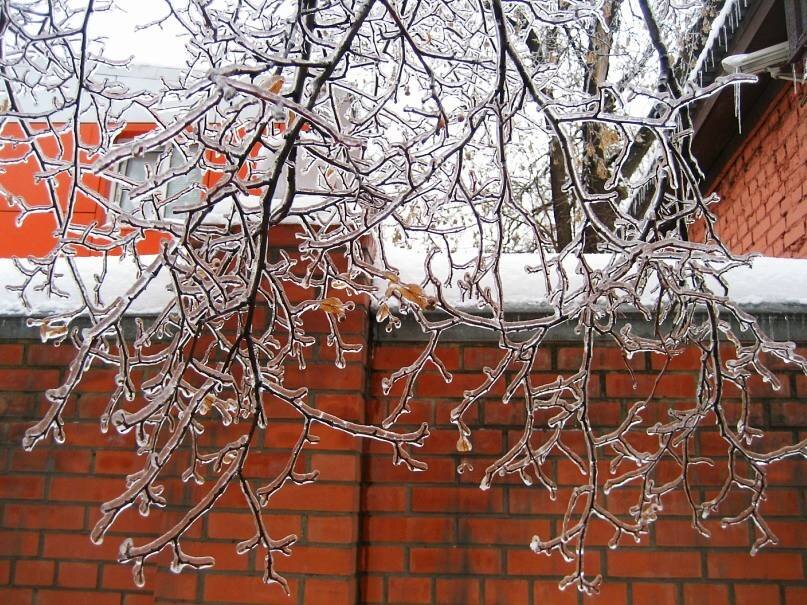 Изумительная графика обледенелых ветвей! В статье использованы фото автора