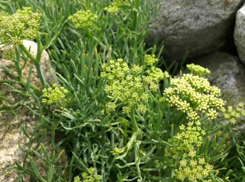 Морской фенхель. Морской фенхель. Морской укроп. Морской укроп. Цветы критмум.