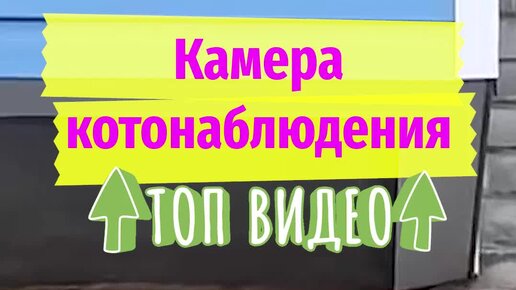 Тот момент, когда кот устроился на подработку охранником
