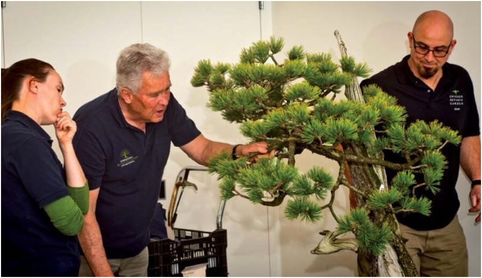 Источник: https://codai.net/bac-thay-bonsai-walter-pall-lam-viec-tren-cay-bonsai-quy-gia-nhat-cua-chicago-the-chicago-pine-limber-pine-pinus-flexilis/#ftoc-heading-2