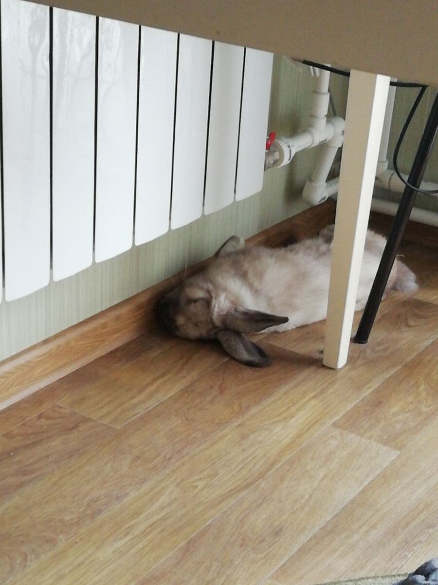 Спит в любимом уголке