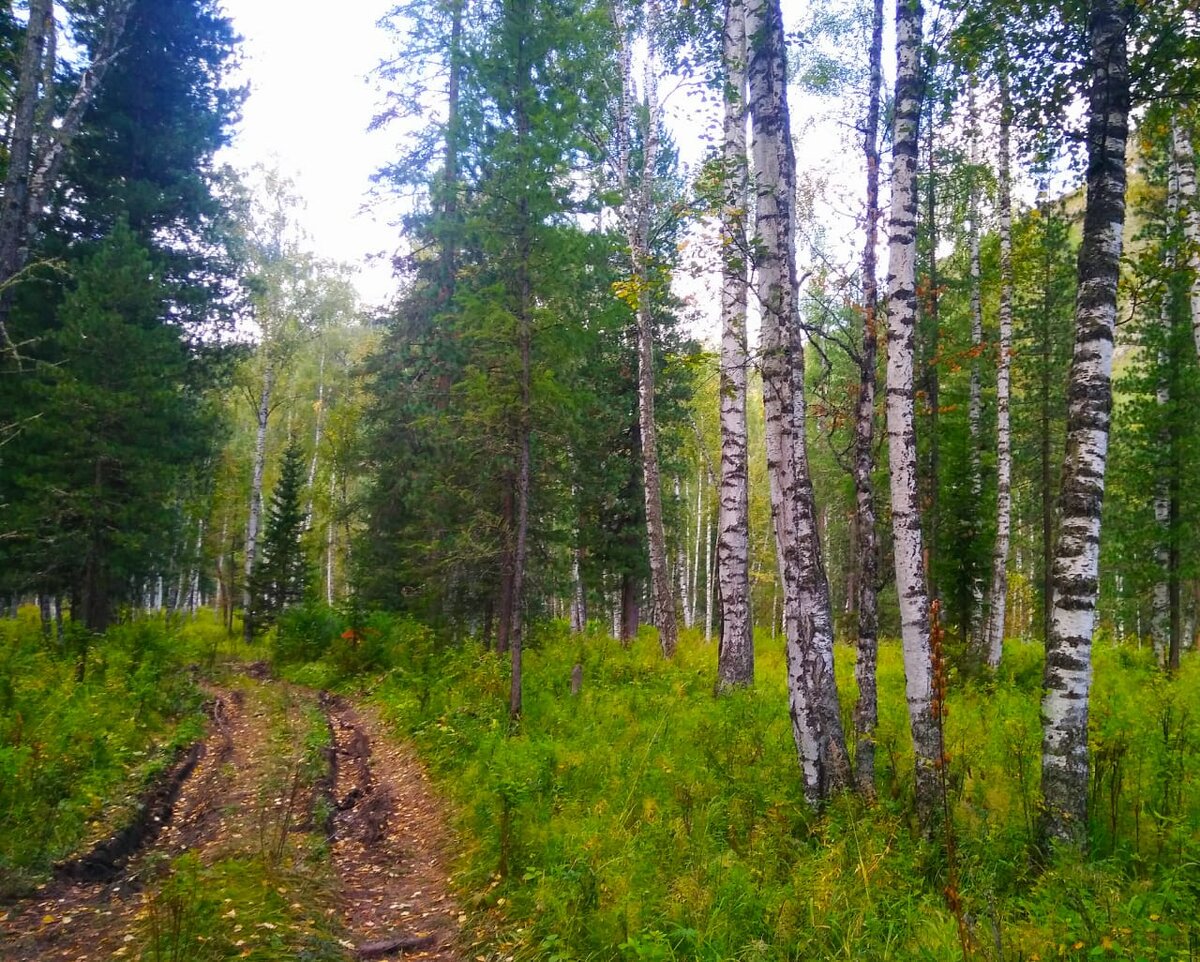 Горная тайга. Фото автора