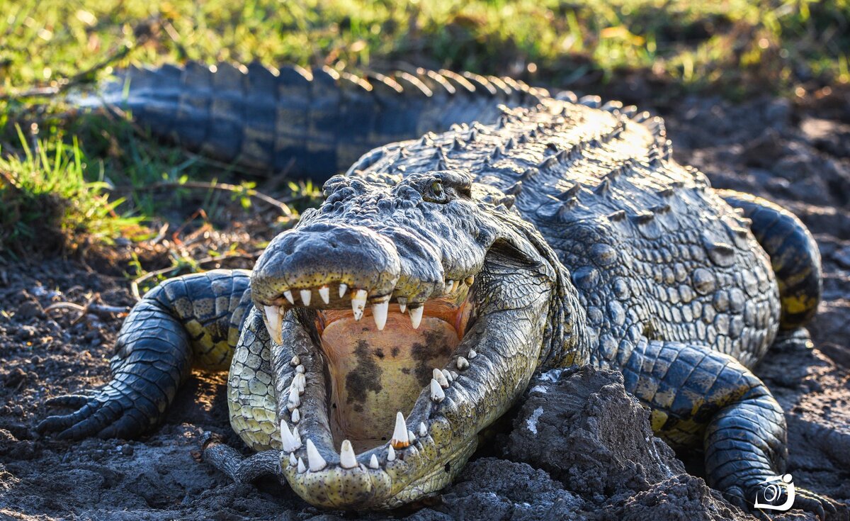 Крокодил