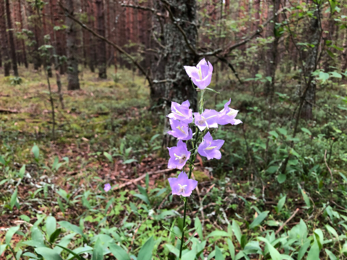 Колокольчики.