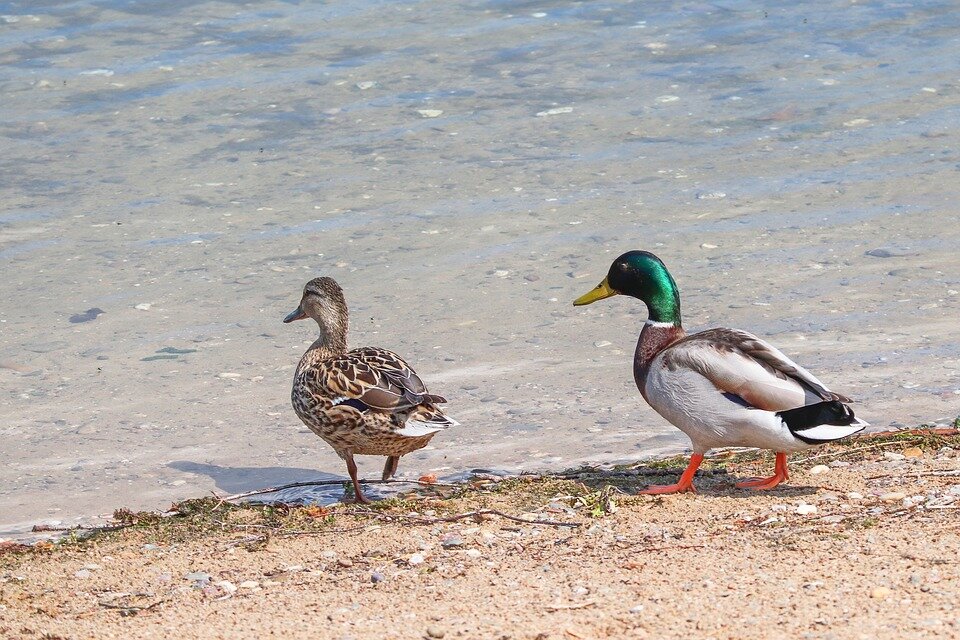Источник фото: pixabay.com