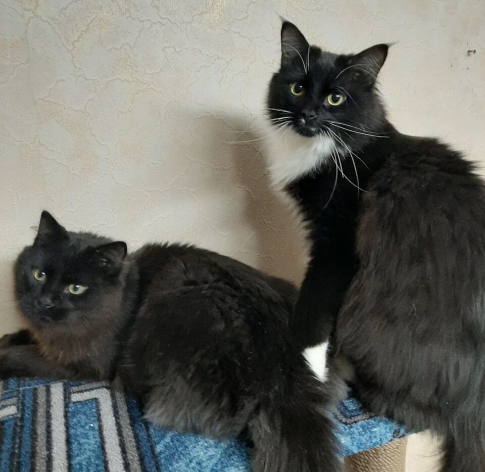 Наши коты, Ветер и Вечер :)