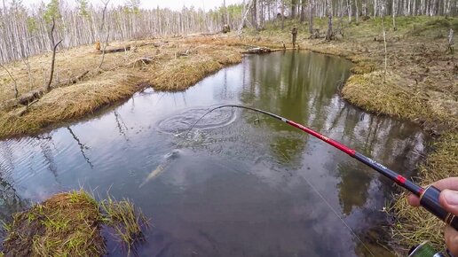 下载视频: Рыбалка закончилась дракой!? Рыбалка на лесной речке. Весенняя ловля щуки