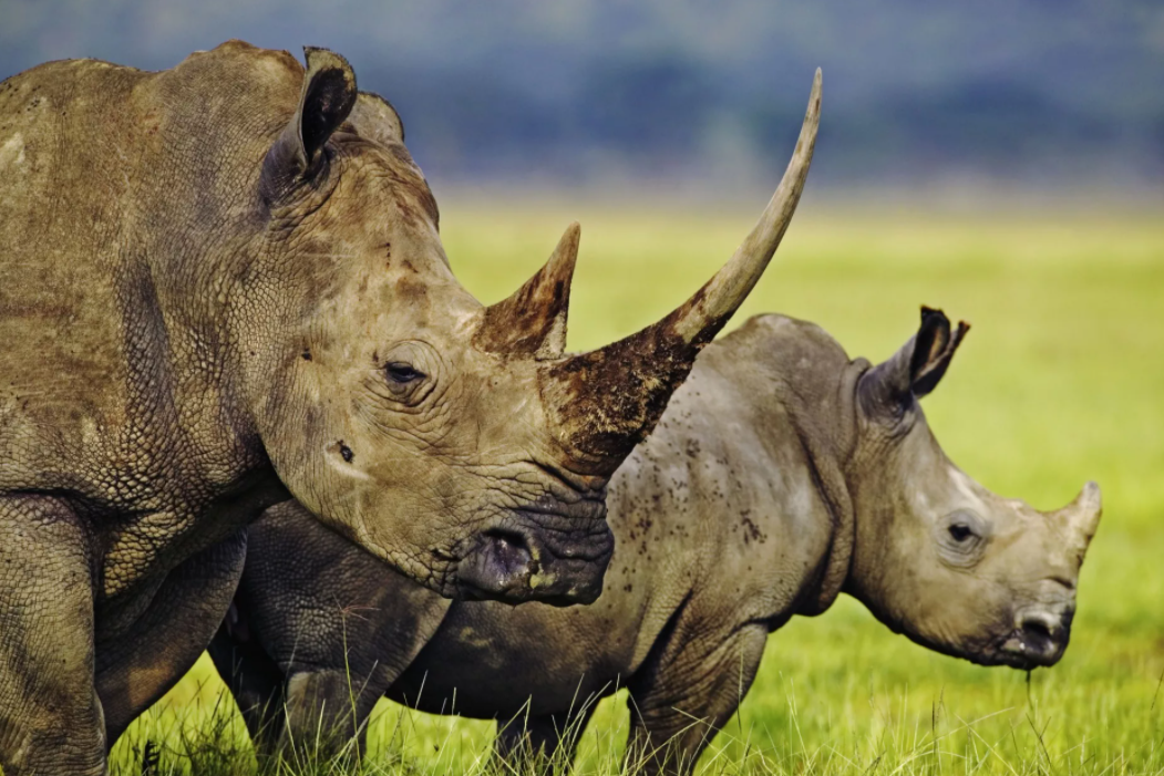 Красивые животные