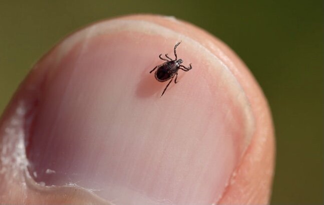 Клещи небольшого размера 