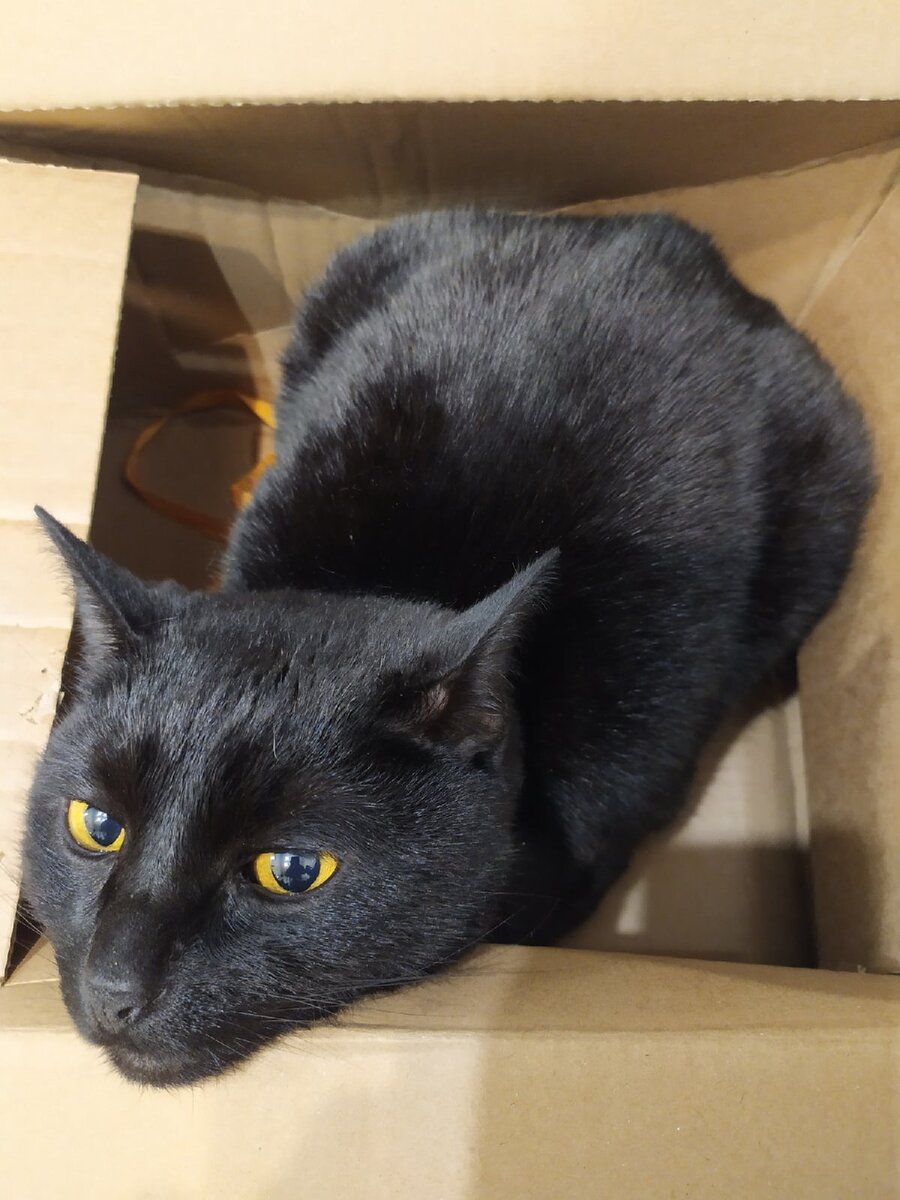 Отсутствие игр и внимания от хозяина может вызвать у кошки апатию.