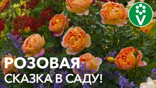 Descargar video: 7 лучших сортов Английских Роз, которые наполнят ваш сад романтикой!