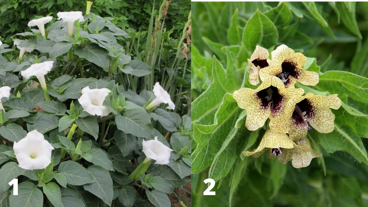 Сем Пасленовые Solanaceae табак крылатый Nicotiana alata