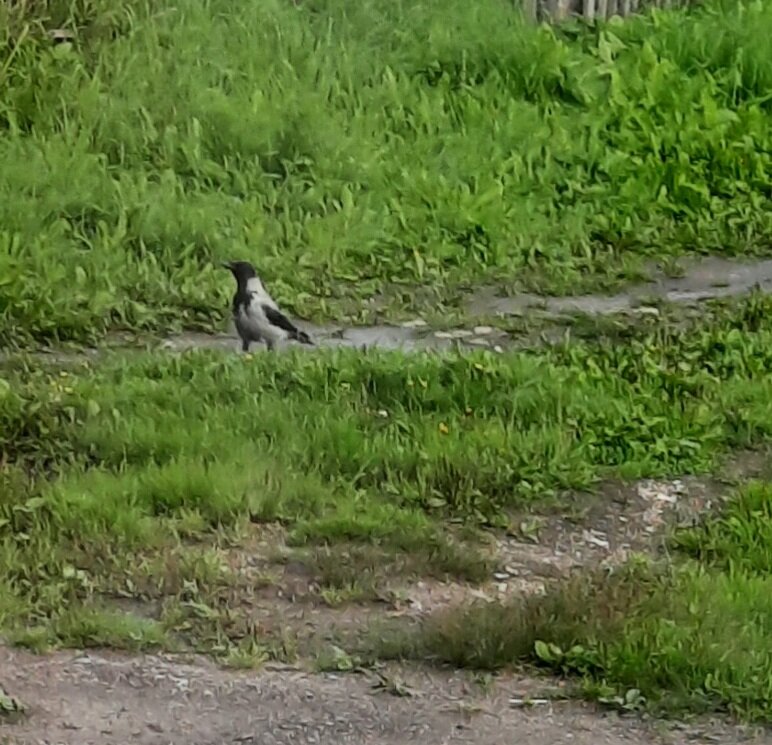 Ворона никого не боялась.