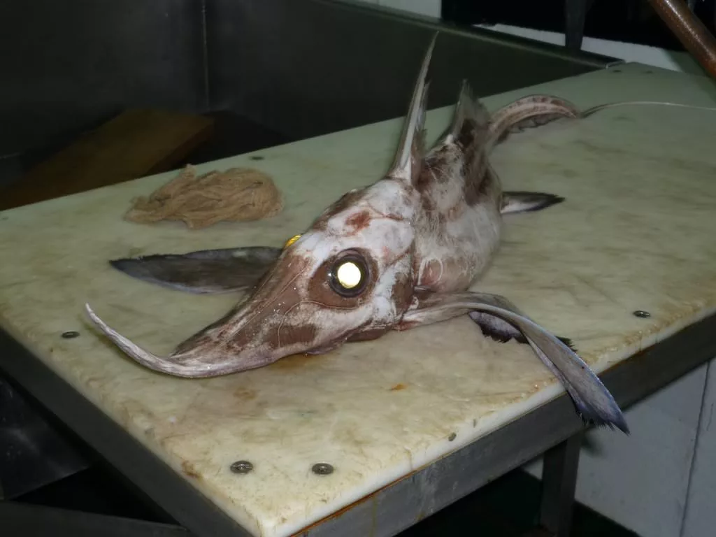 Можете не отвечать, просто следуйте за мной, во мрак глубин.