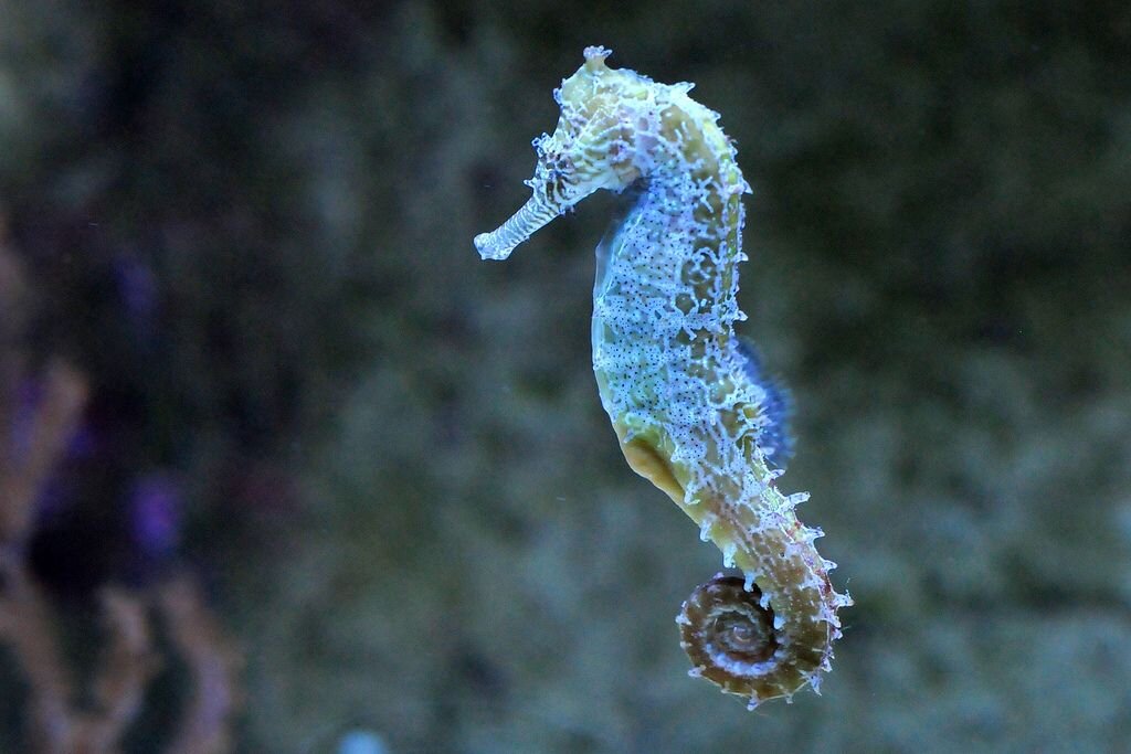 3 морской конек. Морской конек (Hippocampus Hippocampus). Морской конёк Сатоми. Длиннорылый морской конёк. Морско1 конек.