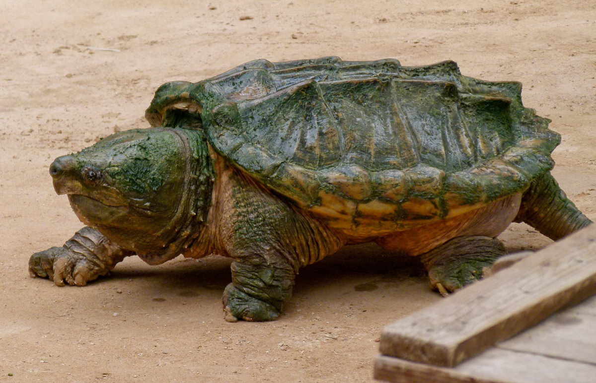 Аллигаторовая черепаха: обводит добычу вокруг пальца и не оставляет ей  никакого шанса на спасение | Заметки о животных | Дзен