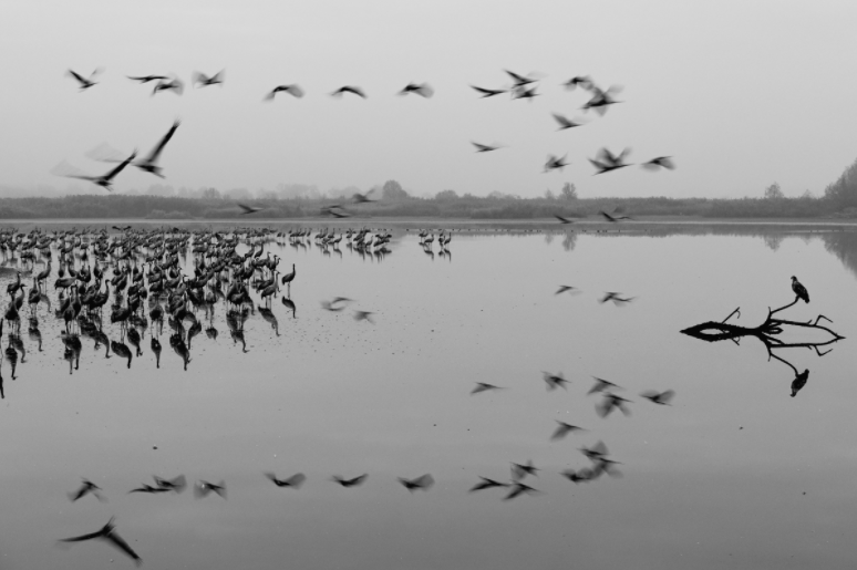 "At the end of the summer, southward bird migration starts in the northern hemisphere. Some birds fly alone to South Africa, traveling more than 1,000 kilometers a day, while others team up into large flocks for a slower journey to North Africa. For example, tens of thousands of European cranes rest in the Carpathian Basin, being an essential sight of the autumn atmosphere"
