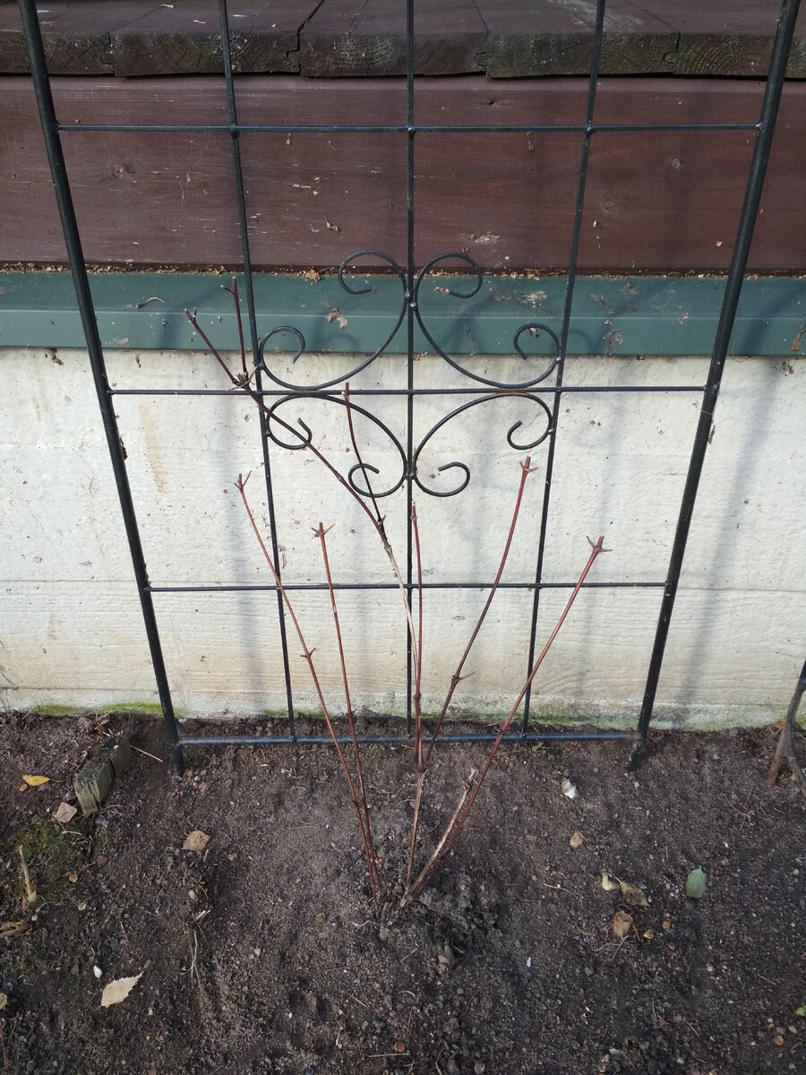 Клематис 3 группы обрезки обрезан и ждёт укрытия.