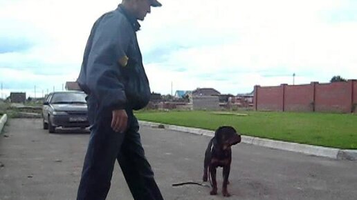 кинолог армянин антуан наджарян. ануан хазарян дрессировка собак. наджарян дрессировка собак. кинолог антуан наджарян. антуан наджарян.