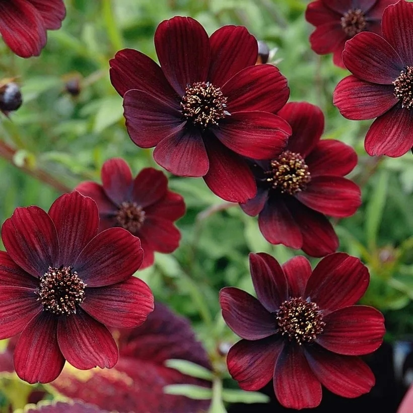 Цветы темно красного цвета. Шоколадная космея (Cosmos atrosanguineus). Cosmos atrosanguineus цветок. Космея кроваво-красная. Шоколадная космея Cosmos Chocolate.