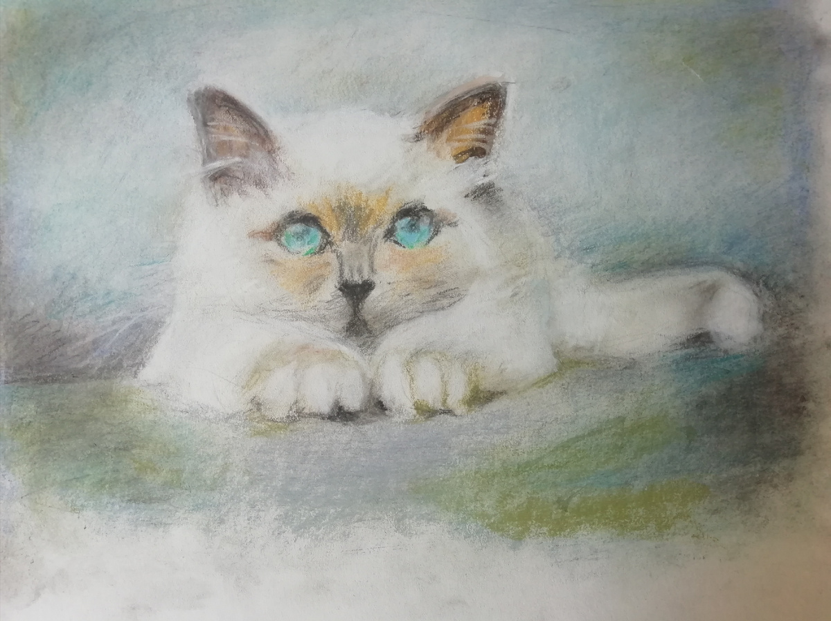 Котик пастелью 