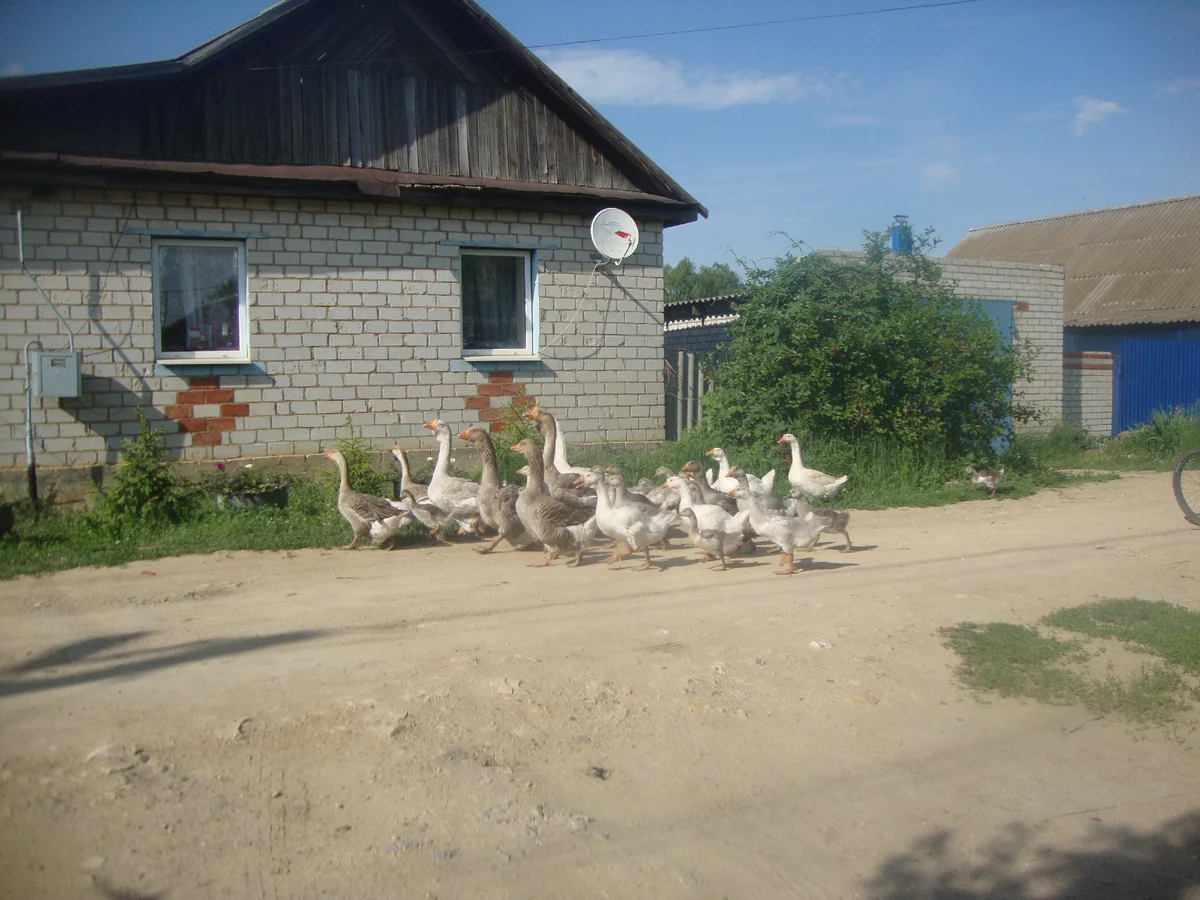Это гусиное стадо моего соседа. Думаете мне всегда нравится в пять утра слушать гоготание этого стада? Но я понимаю, что ему до работы надо их напасти. 