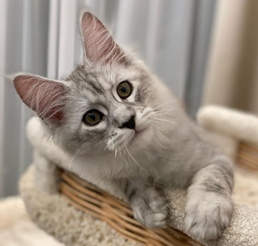 Кот Ксении Бородиной. Фото: https://www.instagram.com/borodylia/