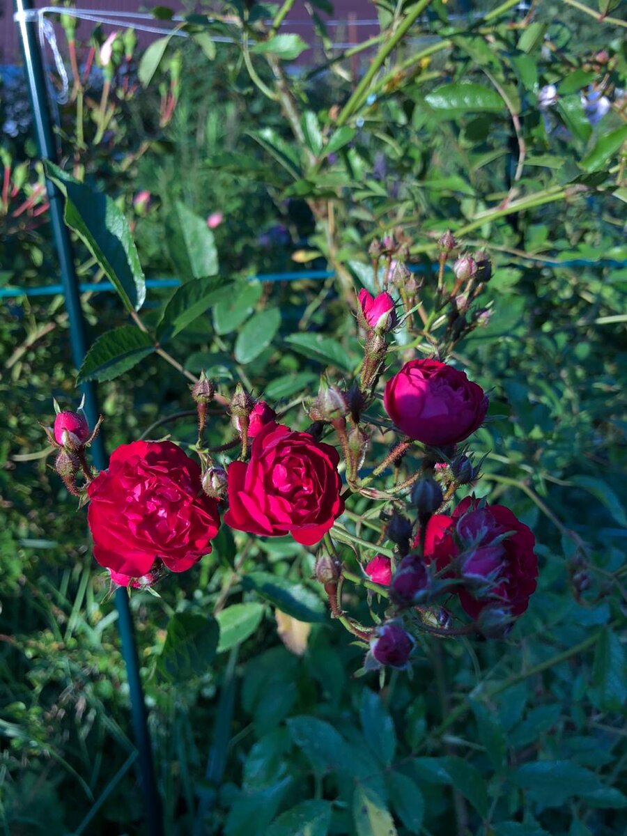 Роза Фламентанц "Rose Flammentanz" (фото автора канала)