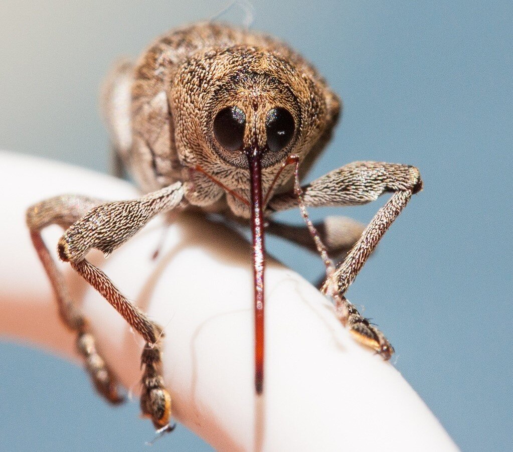 Сейчас буду тебя лечить!  