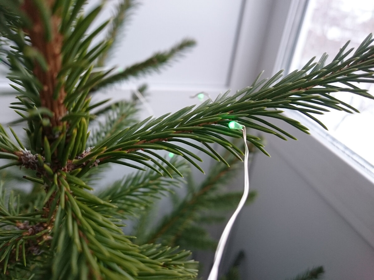 Нацепили ЛЕД гирлянду, хотя днем на фото почти не видно.