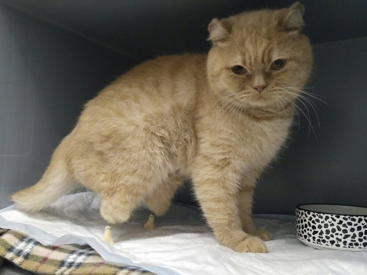 подопечный Фонда Доброе Сердце Мира - Константин 