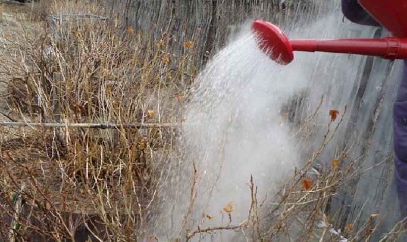 Обливаем смородину кипятком