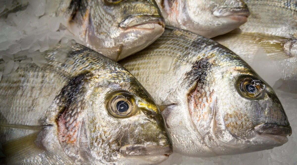 Как понять что испортилась рыба. Что делать и как убрать запах рыбы с душком