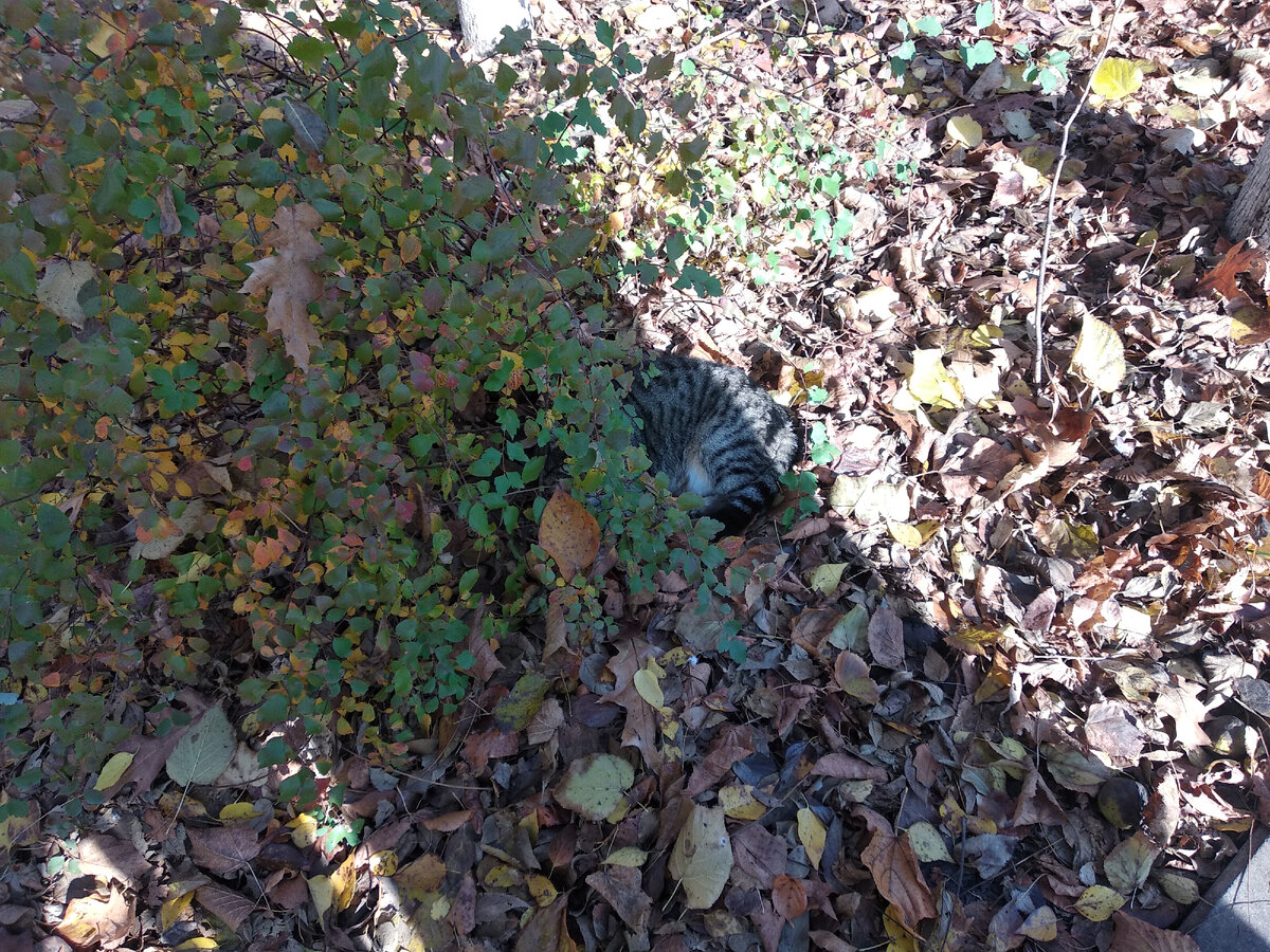 на этом фото нужно найти кота)