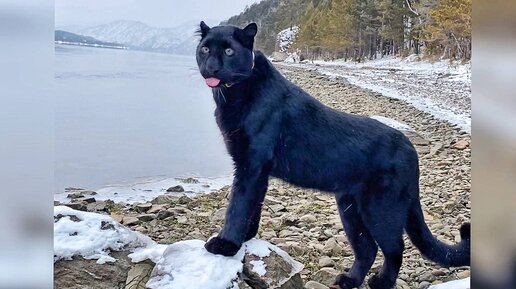 🐆 Пантера Луна на побережье 🌲 🐕Ротвейтер Венза все-таки уничтожила дрон 🚁