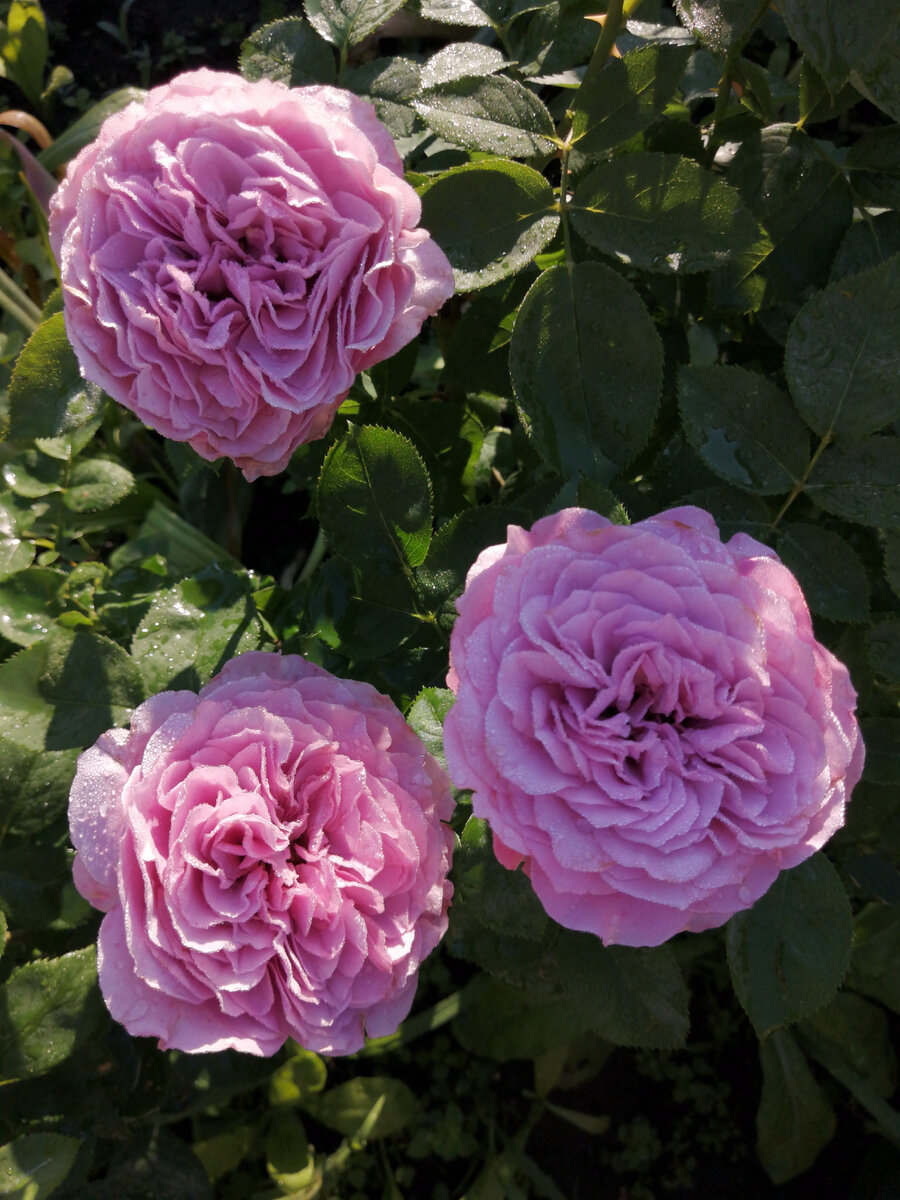 Фото синих садовых роз
