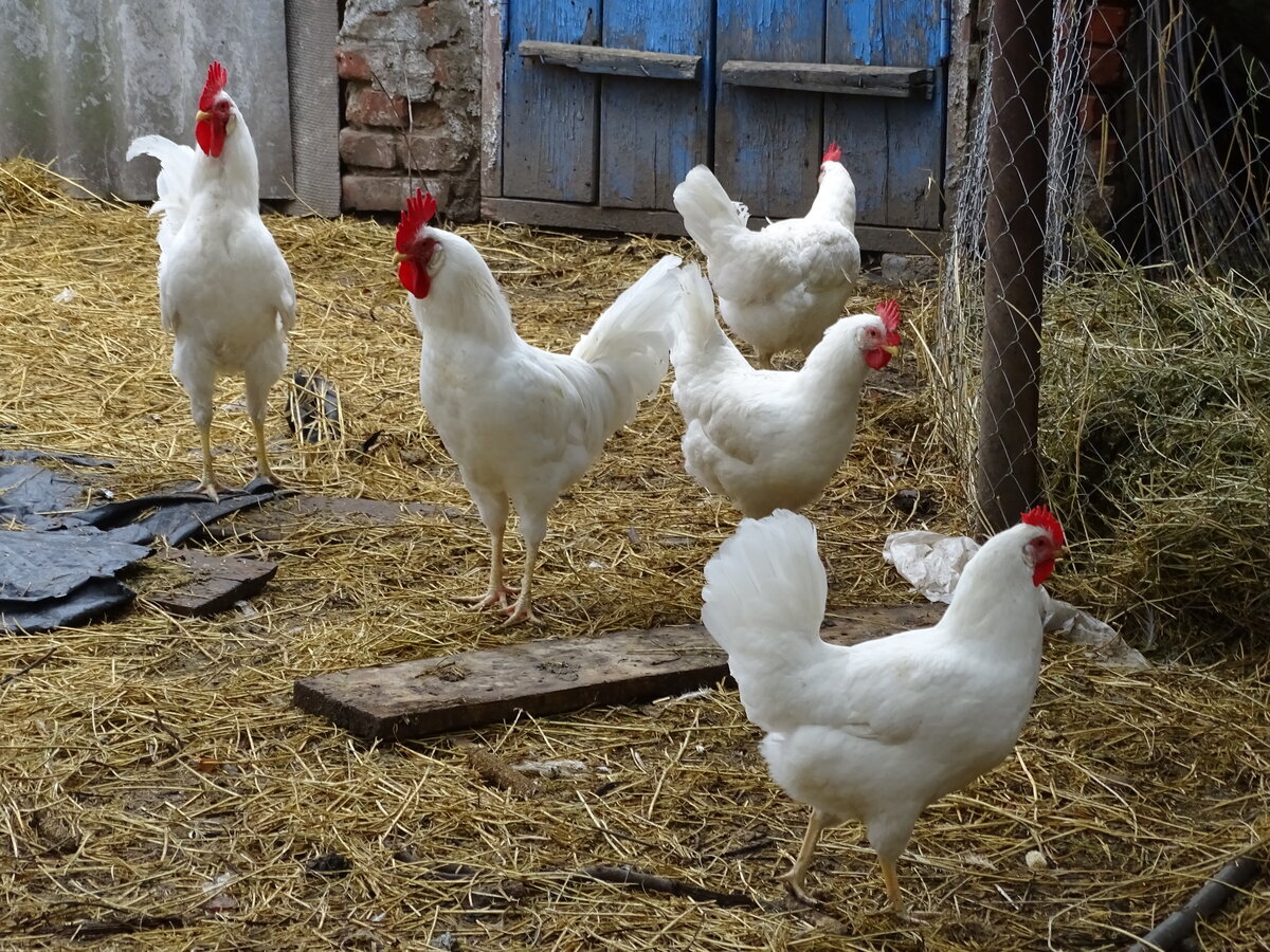 кура несушка белая. куры несушки коралл ник. несушка леггорн белый. ломан уайт куры. кура несушка белая.